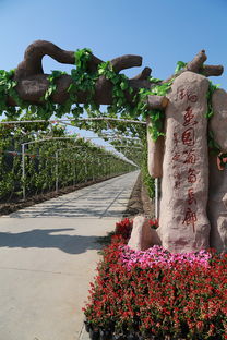 葡萄熟啦！快來創新農業生態園體驗采摘樂趣